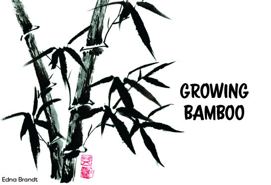edna growing bamboo.jpeg
