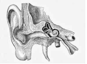inner ear - Mar 2021