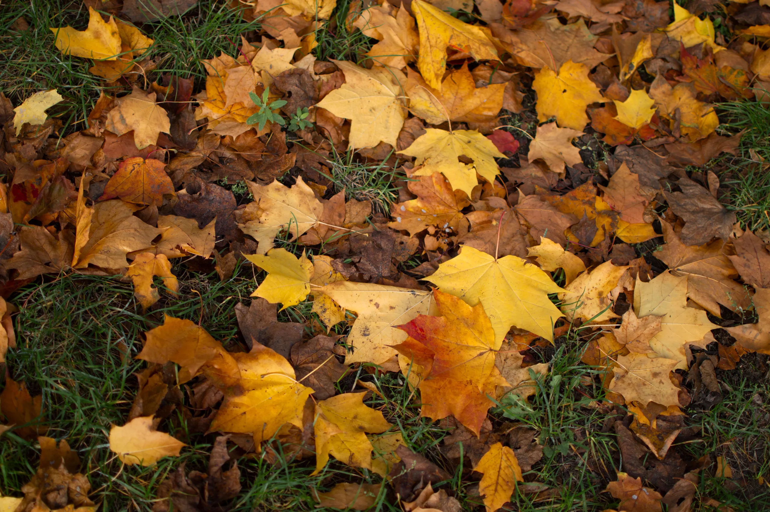Autumn and the Metal Element